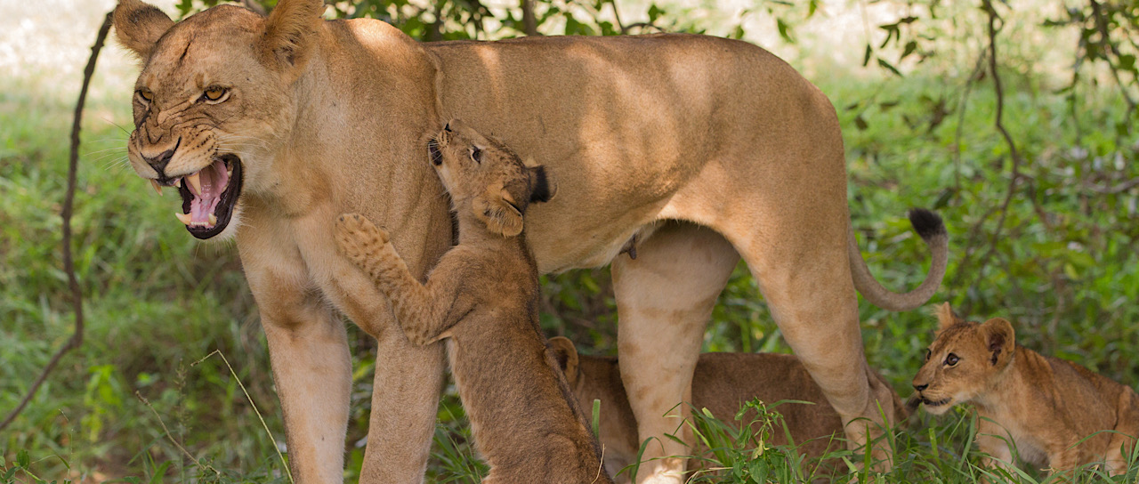 10 Selous Game Reserve Safari Tours | Amity Adventure