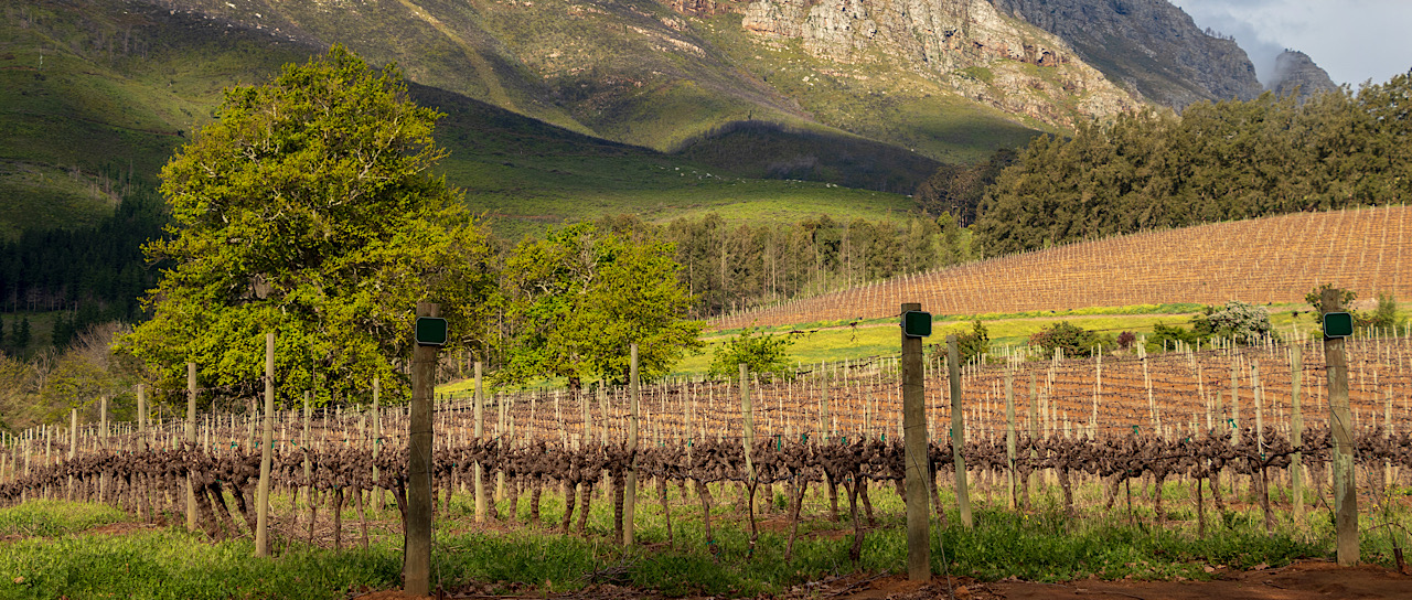 Cape Winelands Tours From Cape Town: Best Wine Tasing Trips