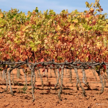 Cape Winelands Tours – Stellenbosch & Franschhoek