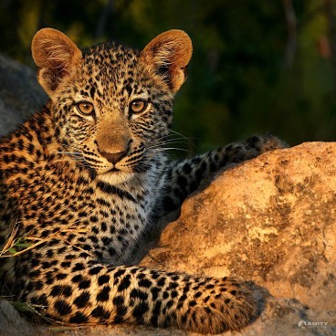 South Africa Big 5 Safaris