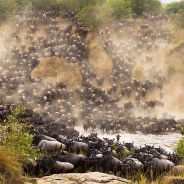 Kenya & Tanzania Safaris