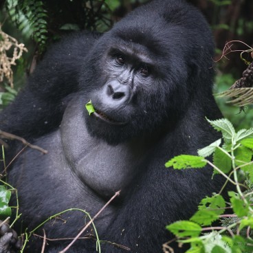 Gorilla & Chimpanzee Trekking